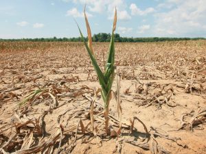 Corn in a time of drought.