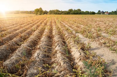 Agriculture,In,Germany.,In,The,Hot,Summer,,The,Dryness,Destroys