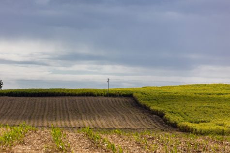 Partly,Harvested,Sugar,Cane,Field